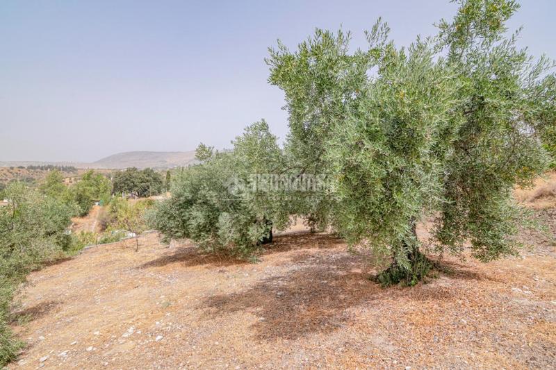 Foto a8c47d94-75a1-4134-afa0-a05a47b9a7aa. Finca rústica terrenos en venta en Fargue Granada