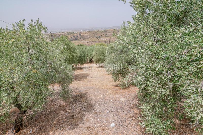 Foto b883a83e-ce17-475e-af54-e7b55ee7c403. Finca rústica terrenos en venta en Fargue Granada