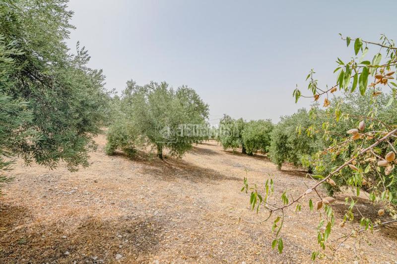 Foto d8ee4cae-d59c-4fd0-9c39-98b65ba867da. Finca rústica terrenos en venta en Fargue Granada
