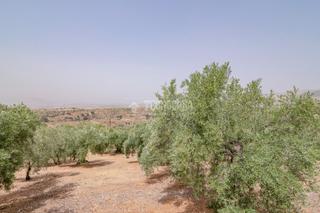 Finca rstica en Fargue. Terrenos en venta en granada