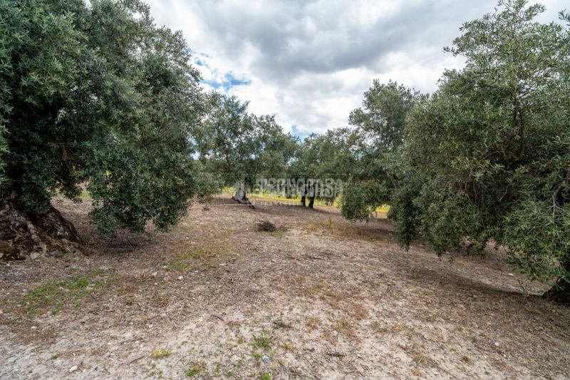 Foto e4f78d73-ab16-43d7-aeaf-c5a1e9412066. Finca rústica a Barrio de Albaicín Granada