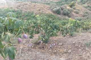 Finca rústica a Frigiliana