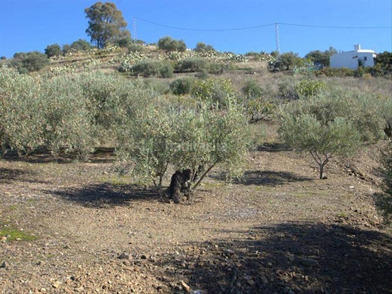 Foto 23ac06e3-3026-4666-bf41-c85971d2c10b. Terreno residencial en Torrox pueblo Torrox