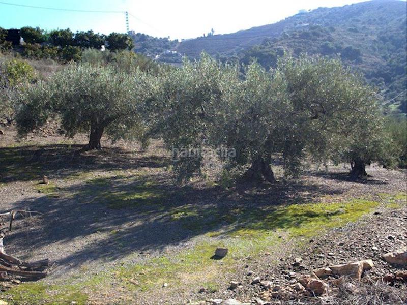 Foto 25191881-2483-4a07-9853-e01d46714702. Terreno residencial en Torrox pueblo Torrox
