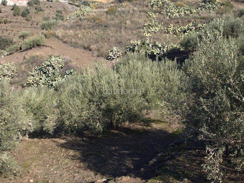Foto a04164b0-951b-46a8-ac1c-c5dd80fe0d10. Terreno residencial en Torrox pueblo Torrox