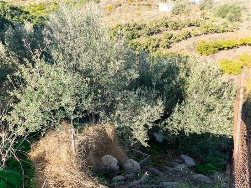 Foto 312bc637-7d0a-4ad3-8a4a-6a569cd9c392. Terreno residenziale in Torrox pueblo Torrox