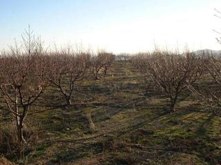 Residential Plot in Canillas de Albaida