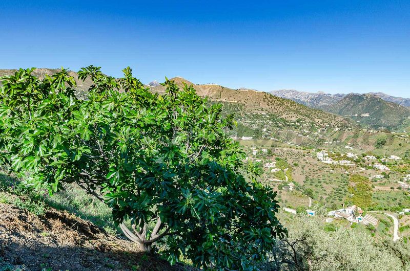 Foto f667f1af-ca47-4ce5-9b26-ea4f71a34d41. Masia a Cómpeta