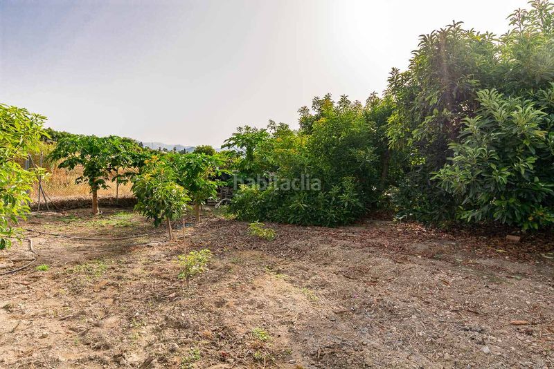 Foto 462c5db9-a411-4f93-8965-7a4b4ce6f23b. Finca rústica a Avda Pescia - Ctra de Frigiliana Nerja