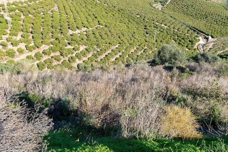 Foto 8de5df19-cf89-4979-9ac2-97831a266080. Finca rústica parcela rústica en torrox en Avda Pescia - Ctra de Frigiliana Nerja