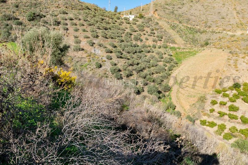 Foto d04d7bef-f8bd-49cb-a5dd-cc4900cf8370. Finca rústica parcela rústica en torrox en Avda Pescia - Ctra de Frigiliana Nerja