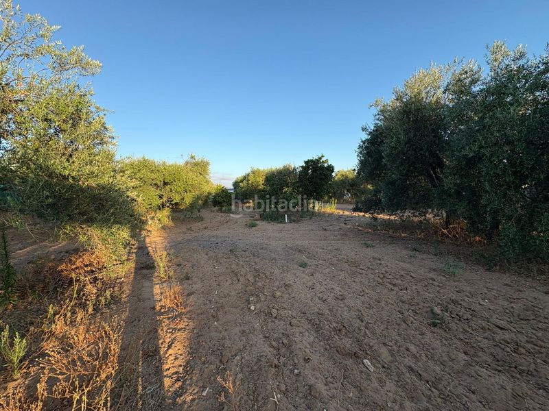 Foto 42b86b3d-27ad-4c24-a77d-c83667ebc497. Finca rústica a Morón de la Frontera