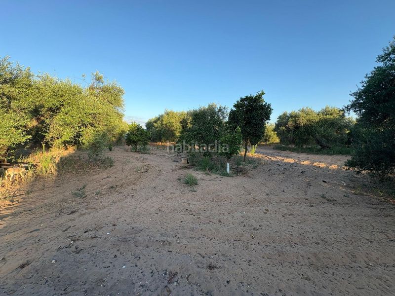 Foto a8d42312-420b-47f5-abfd-b8d26a04e861. Finca rústica a Morón de la Frontera