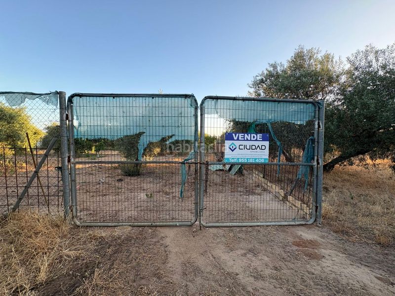 Foto ad89f354-beaa-407d-87ad-371ff98ff2f7. Finca rústica a Morón de la Frontera