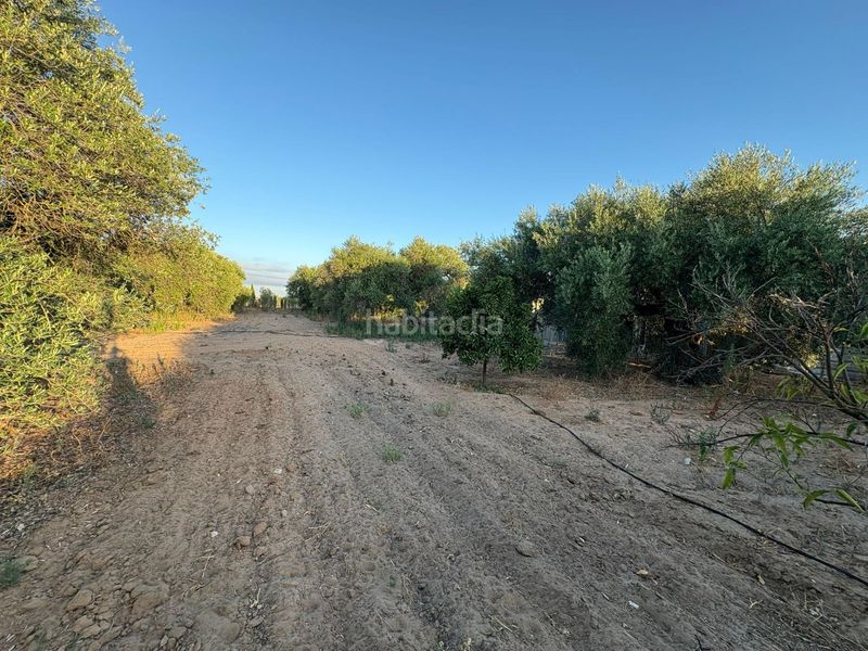 Foto e40e2f14-ac12-465b-ae6a-5a9db8eb76b3. Finca rústica a Morón de la Frontera