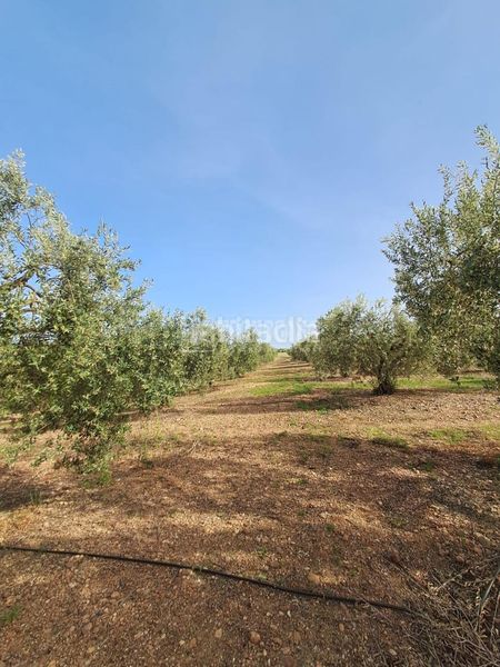 Foto 0d459151-efbb-48f3-b056-7a1dd15aa7ff. Finca rústica a Carmona