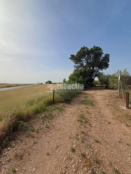 Foto 64869157-b8d2-4db9-b102-a7d819d3cd7e. Finca rústica a Carmona
