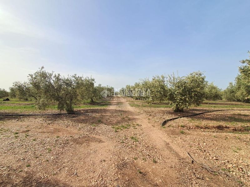 Foto 7752fd95-3143-4c8d-8a64-9e549fe79646. Finca rústica a Carmona