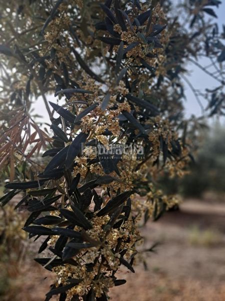 Foto a79b6b97-8b6a-4547-bc1e-dd4aea97e336. Finca rústica a Carmona