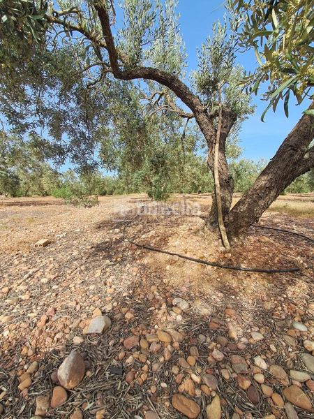 Foto b0babb33-295c-40f2-9402-fec3b33ad1b1. Finca rústica a Carmona