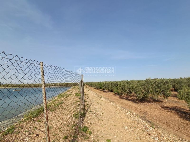Foto ce285782-808c-4255-9eea-d1f384c74fd8. Finca rústica a Carmona
