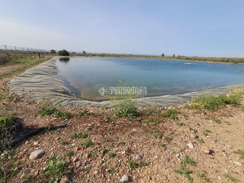 Foto dc79a110-e8b1-456f-982c-4fc39d805ba6. Finca rústica a Carmona
