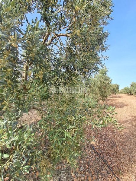 Foto ded724f2-ae12-4a15-a8f9-06dabf30df8e. Finca rústica a Carmona