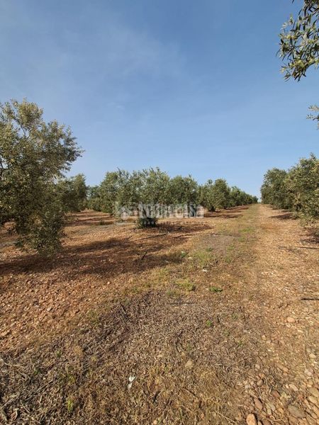 Foto fa7e2aac-c676-40a5-b725-d2df4980c3a7. Finca rústica a Carmona