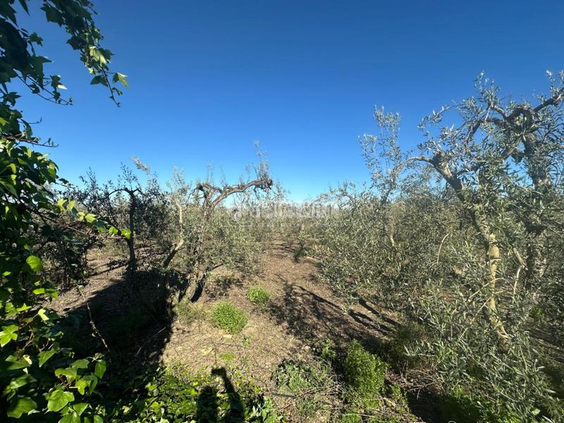 Foto 040aa0e4-3890-4211-b6b5-b47323117c0c. Finca rústica a Carmona