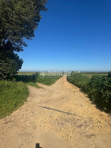 Foto 271593d3-80d7-4fdd-9194-ffa561677433. Finca rústica a Carmona