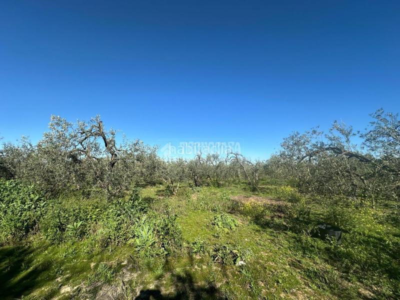 Foto 763f0e80-6e8e-45fd-8279-19b7ddf71707. Finca rústica a Carmona