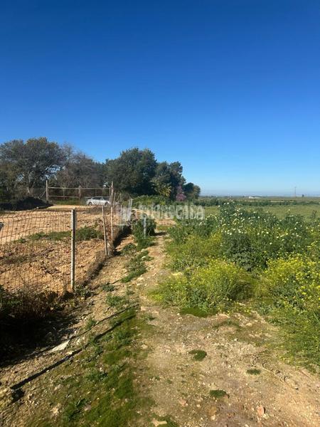 Foto b119c5ef-a31f-49ff-8713-3545117d2a88. Finca rústica a Carmona