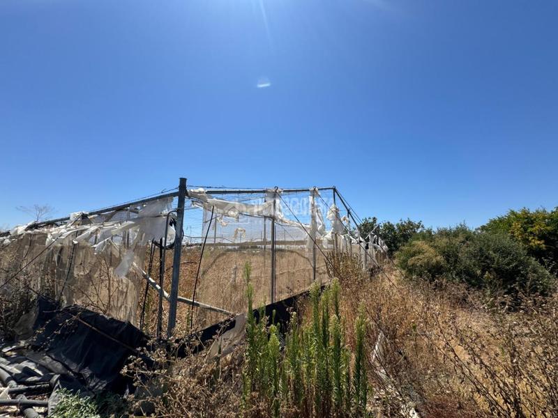 Foto 0bdd1487-a161-4305-a923-528f67296b27. Finca rústica terrenos en venta en las cabezas de san juan en Cabezas de San Juan (Las)