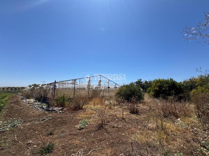 Foto 40ba713f-12b1-4052-ac19-5b1ab1110c65. Finca rústica terrenos en venta en las cabezas de san juan en Cabezas de San Juan (Las)