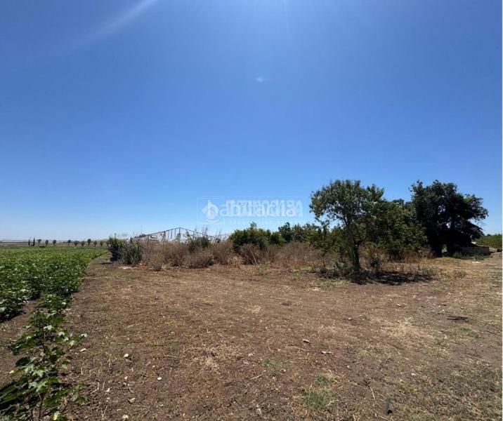 Foto f34f2e81-faae-4cdb-b4d5-e8dfb99cd81b. Finca rústica terrenos en venta en las cabezas de san juan en Cabezas de San Juan (Las)