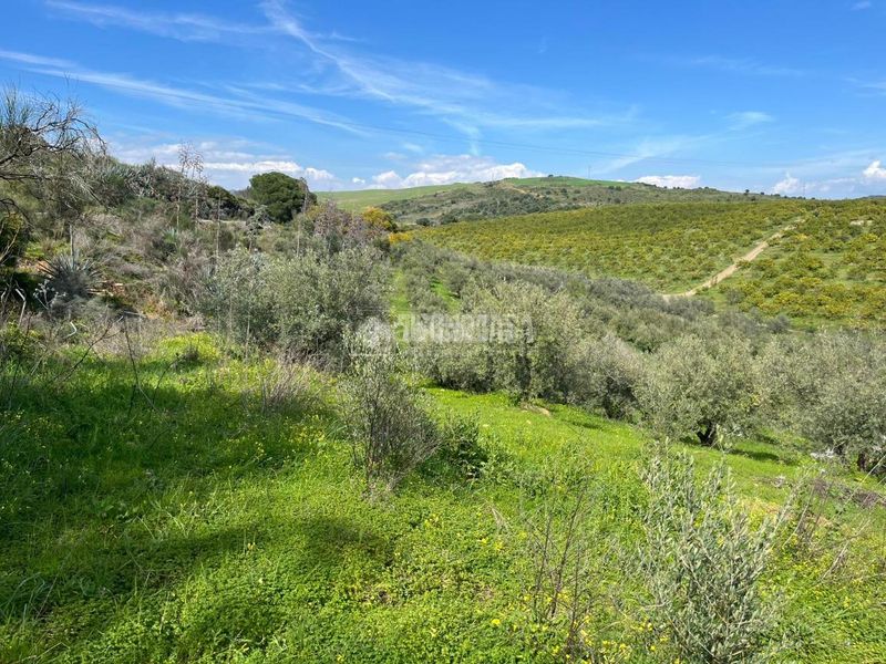 Foto ec73f26d-cc27-4d47-8a81-6b3ddde13328. Finca rústica a Pizarra