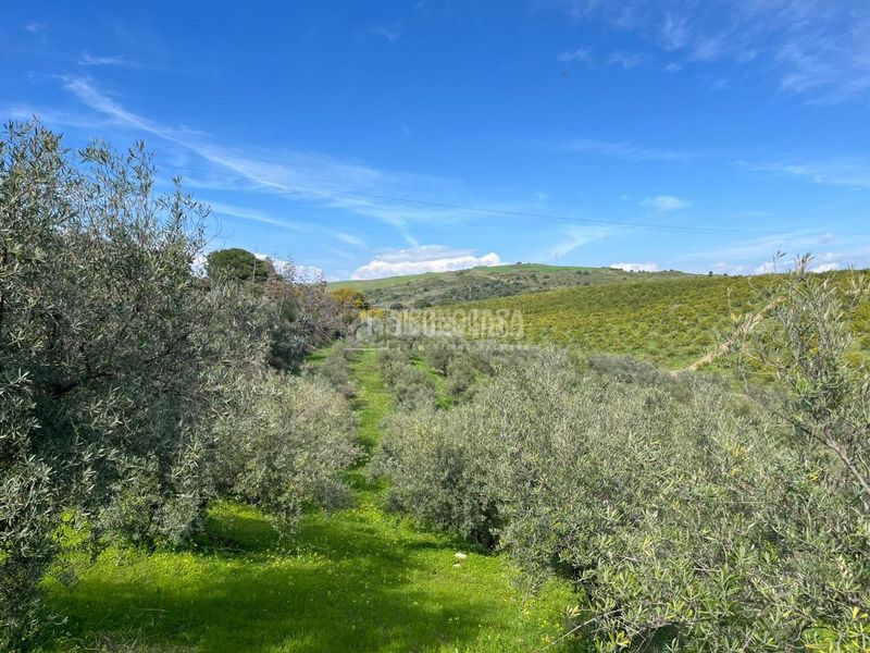 Foto f04f0188-2451-4bd6-901e-6919094c1cea. Finca rústica a Pizarra