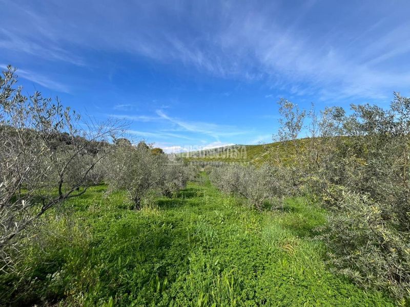 Foto ff5b01d9-eea6-4274-b477-ca6c0d6ac391. Finca rústica a Pizarra