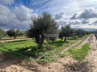Finca rústica en Las Flores - Huerta. Terrenos en venta en las gabias
