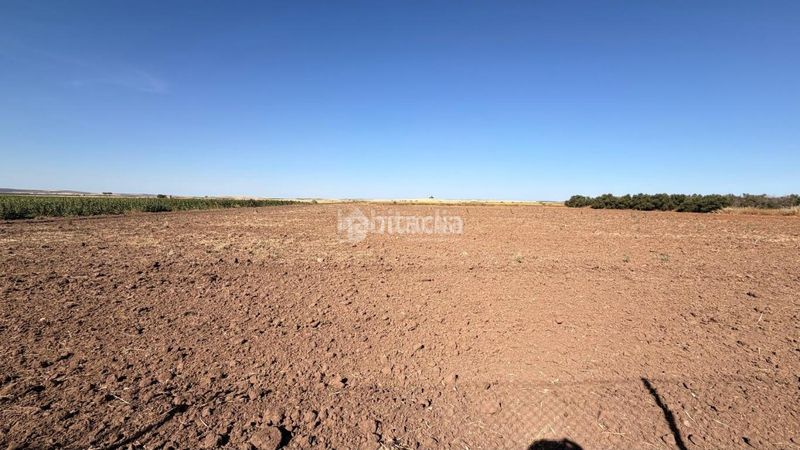 Foto 01ba40a4-f236-4943-b0a6-ed6a0609a2c1. Finca rústica a Lantejuela (La)
