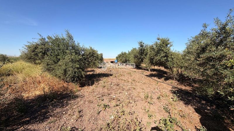 Foto 24d6d5a4-1fa1-46ea-9460-8d8f4a567fe8. Finca rústica a Lantejuela (La)
