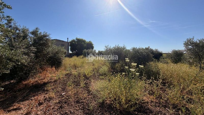 Foto c136a7a3-9ee1-4a15-88db-9237ede61f10. Finca rústica a Lantejuela (La)