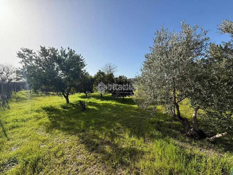 Foto 24332df5-63cf-4e0d-857f-edb90cad626e. Finca rústica terrenos en venta en Arahal