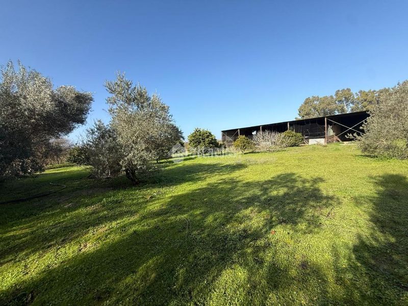 Foto 41b5bb64-0ed1-4f46-98f0-28d7cd4146cd. Finca rústica terrenos en venta en Arahal