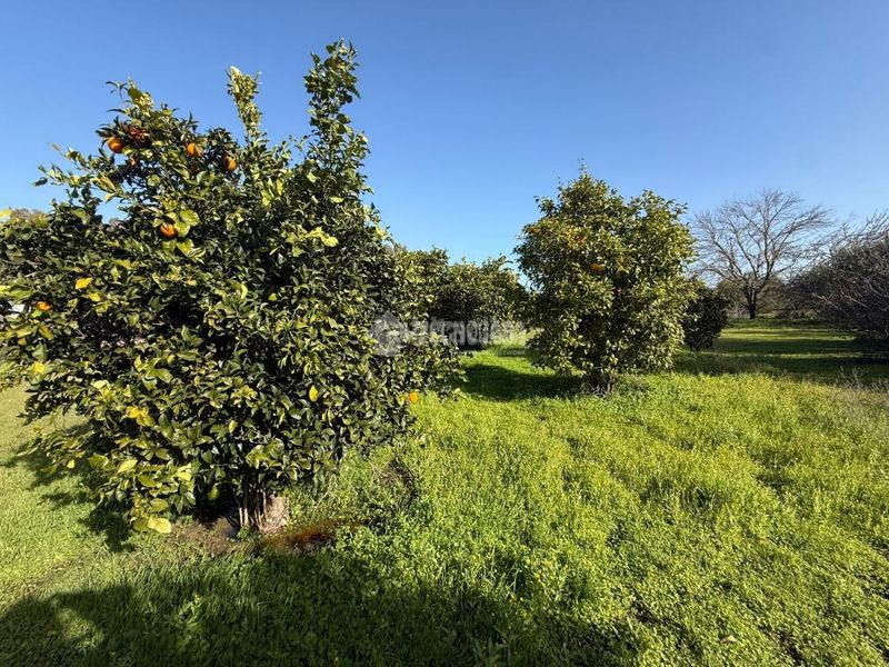 Foto 87d8f8a4-e9cb-48f0-bbdc-8f98945ac8b3. Finca rústica terrenos en venta en Arahal