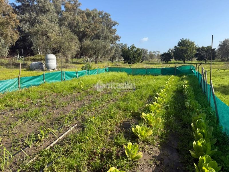Foto 9d9795d5-215b-4dd5-96fb-34ccc3b75436. Finca rústica terrenos en venta en Arahal