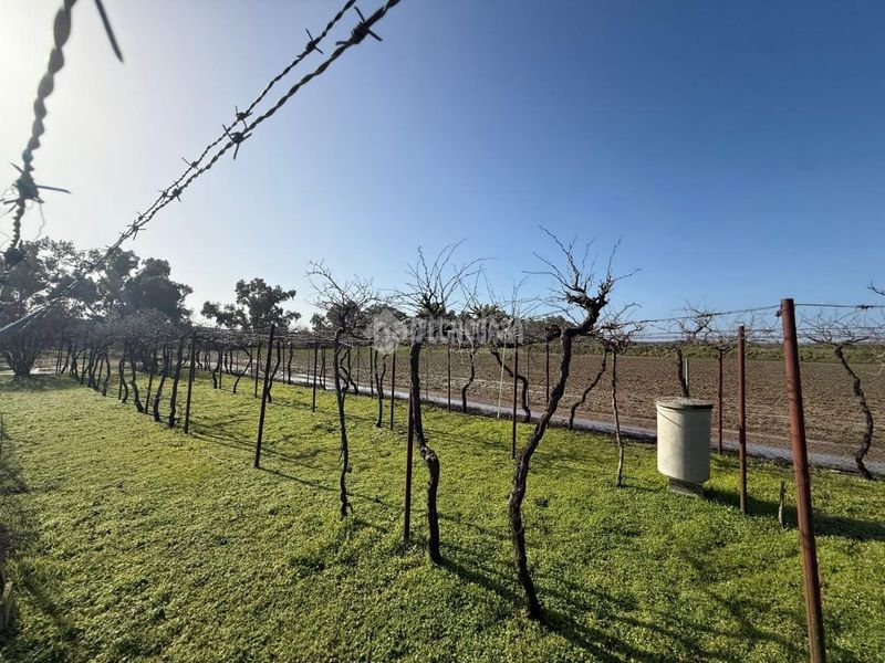 Foto cab92203-df36-4c98-a280-6dde13fd3238. Finca rústica terrenos en venta en Arahal