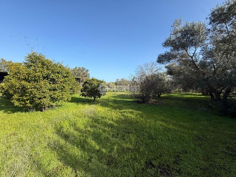 Foto efec4255-d211-4e79-a2f0-4d3eae64a77e. Finca rústica terrenos en venta en Arahal