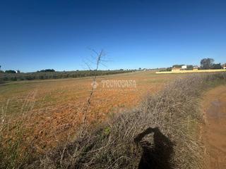 Landgut  Camino sanlucar la mayor olivares. Terrenos en venta en sanlúcar la mayor