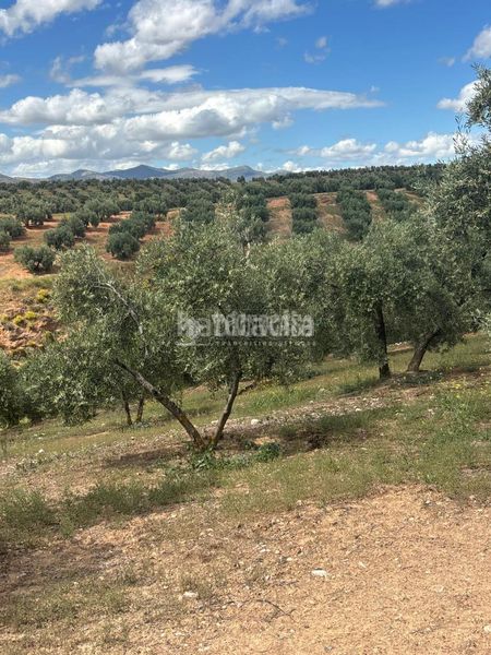 Foto 05e5f209-e795-4159-a042-c53eb1748e22. Finca rústica a Calicasas